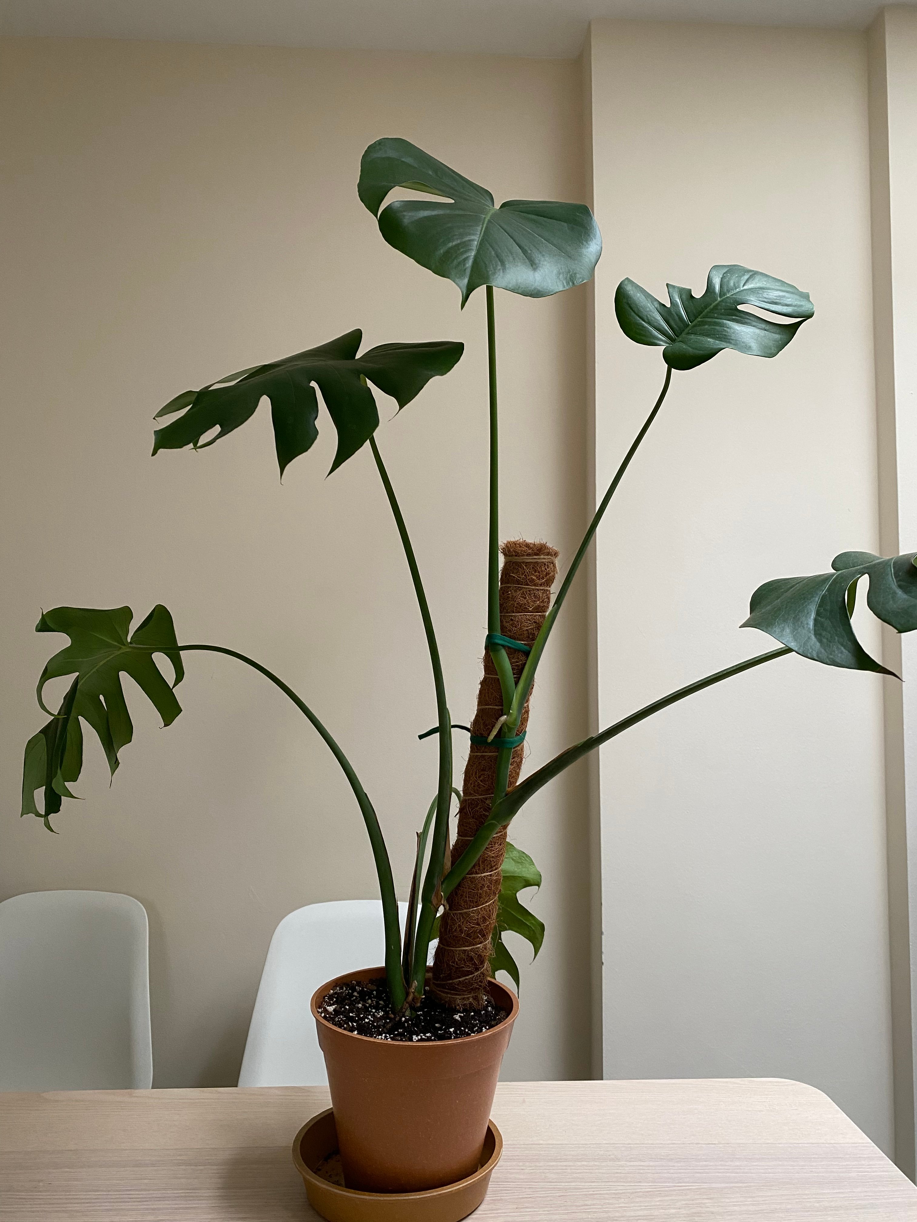 Front view of monstera.