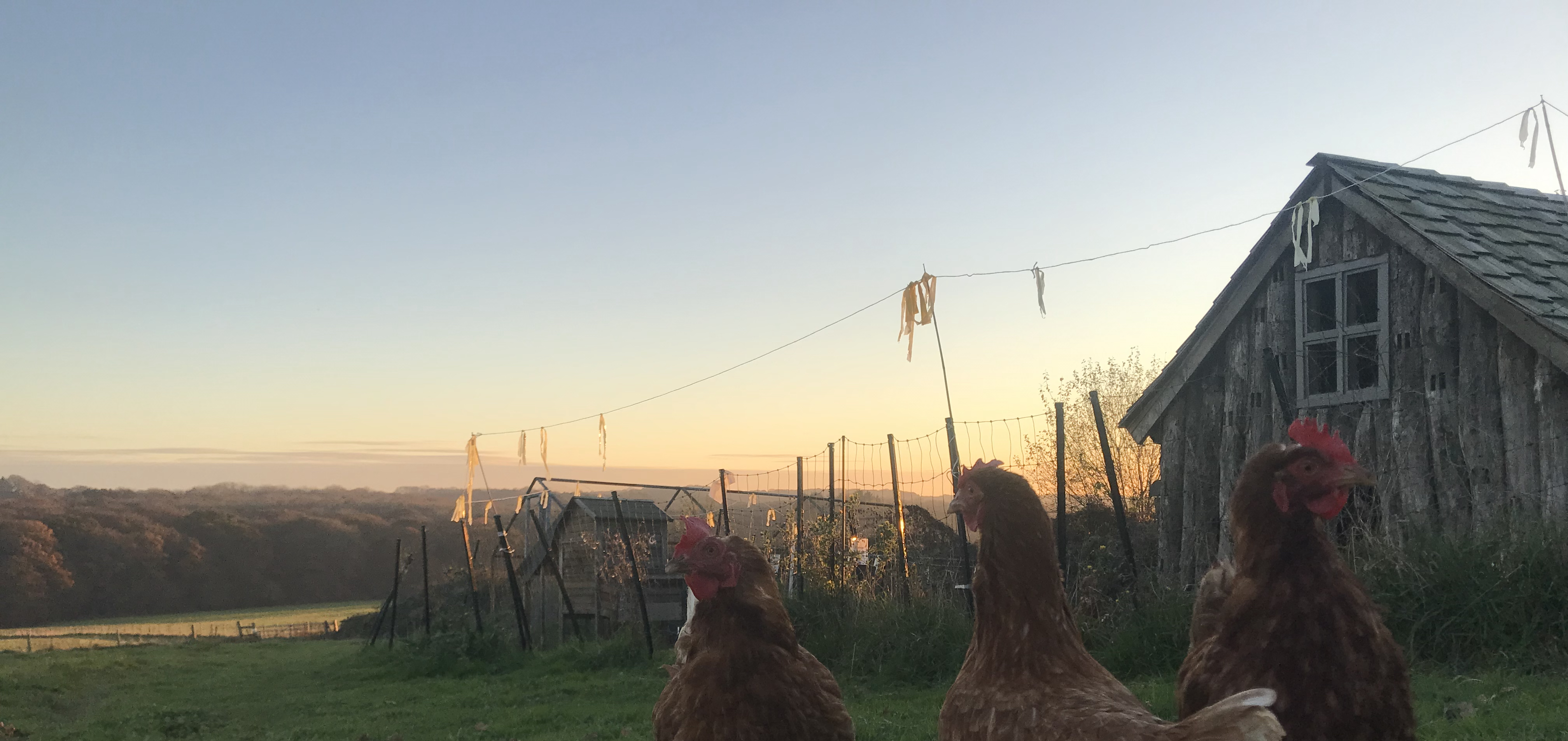 tinyhome with chickens